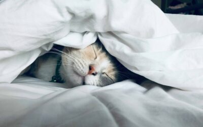 Exploring America’s Sleep Divide: How Age, Income, and Lifestyle Shape Our Nights