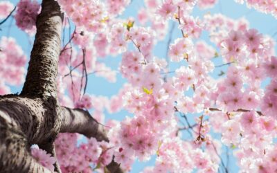 Spring vs. Winter: What Your Favorite Season Says About You