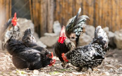 Cracking the Data on National Egg Day: Who Raises Chickens for Eggs — And Who Does Not”