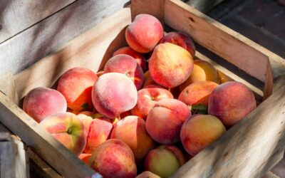 More Than One in Three Americans Eat Their Peaches Sliced – Do you?