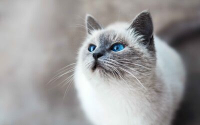 Purr-sonality Traits: What Sets Cat Owners Apart
