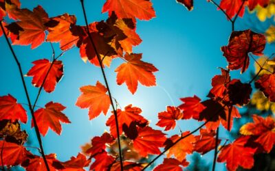 Is Fall Your Favorite Season? Here’s What the Data Says About You