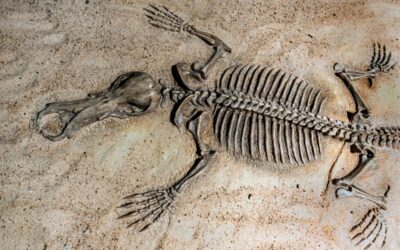 Americans Weigh In On National Fossil Day: Here’s Who’s Found a Fossil