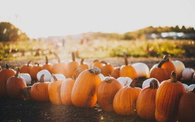 23% of Americans Will Visit a Pumpkin Patch This Fall. Will You?