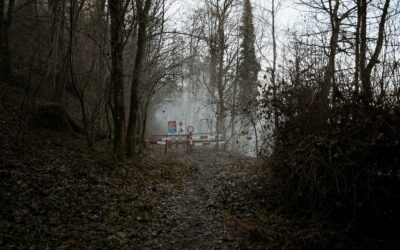 Is Bigfoot Real? 24% of Americans Say Yes