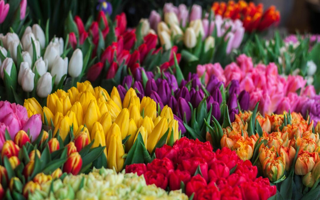Spring Is in Bloom: America’s Favorite Flowers Revealed