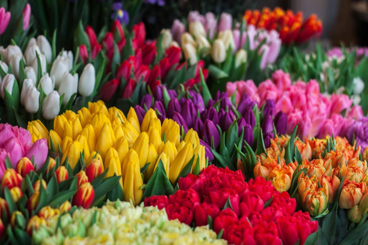 Spring Is in Bloom: America’s Favorite Flowers Revealed - Polls and ...