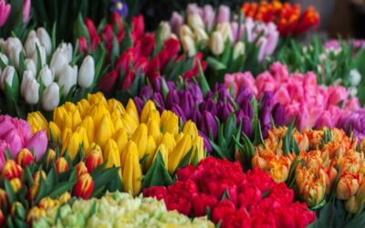 Spring Is in Bloom: America’s Favorite Flowers Revealed