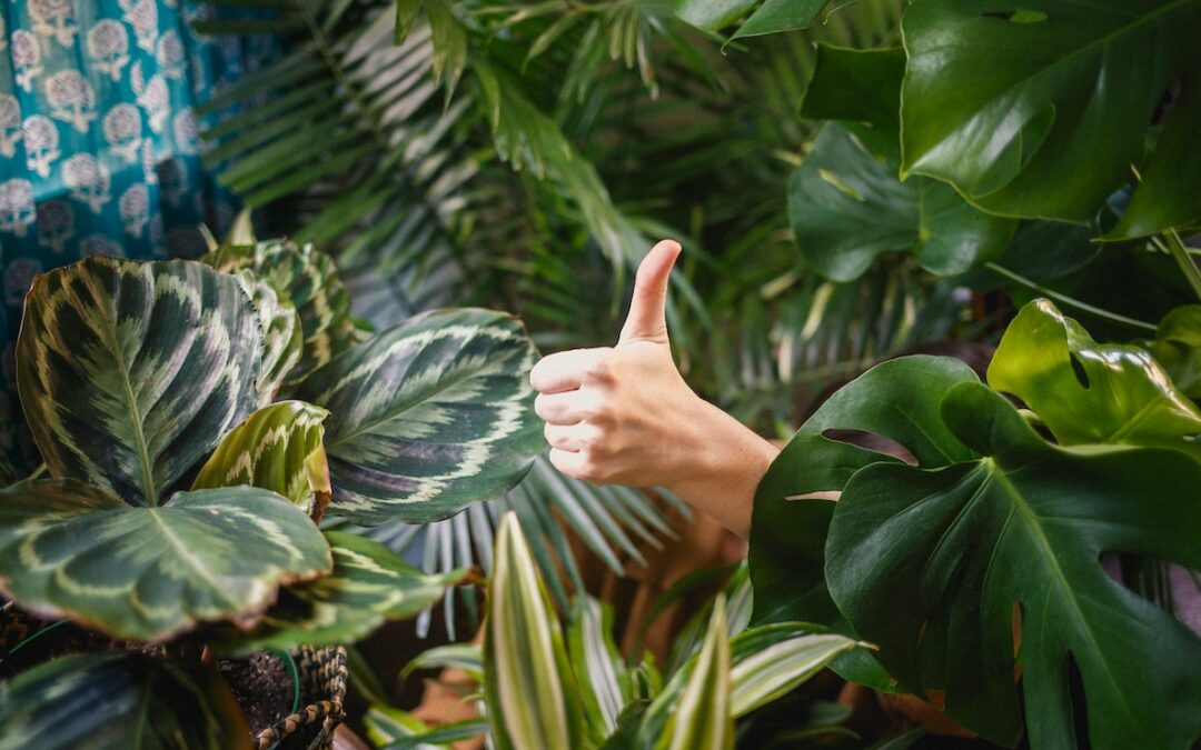 Just In Time for Gardening Season, Less Than One Quarter of Americans Say They Have a Green Thumb