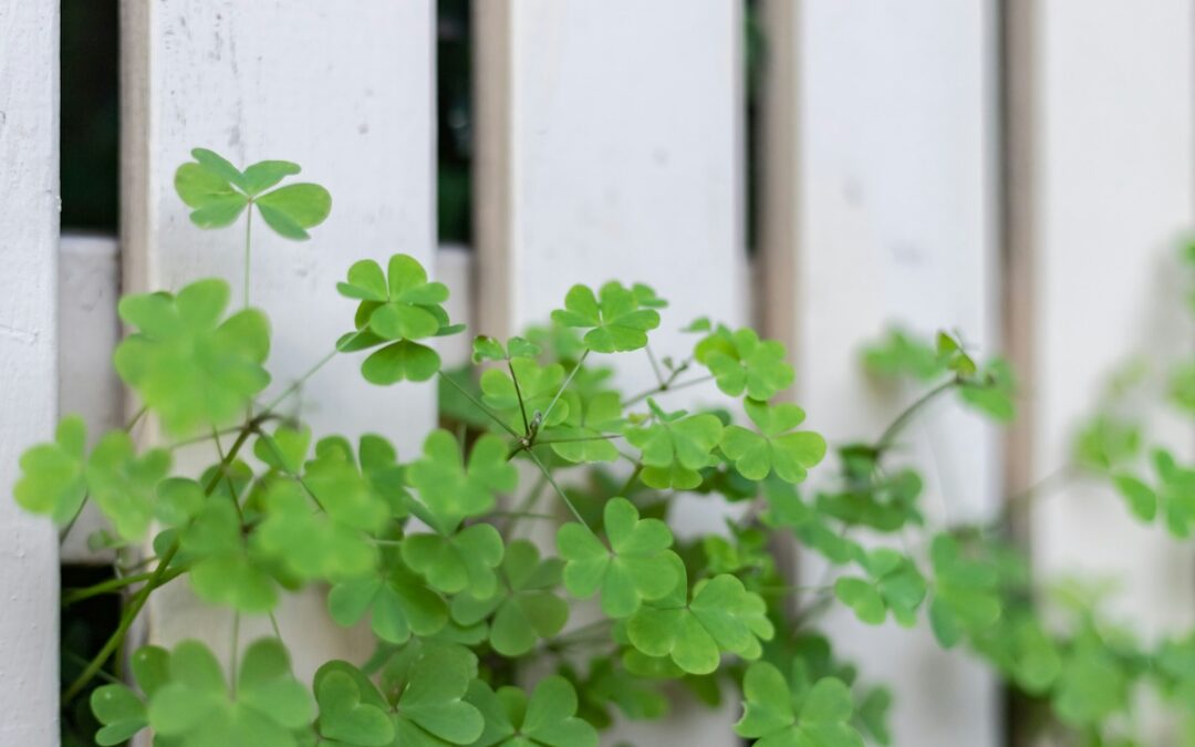 Four-Leaf Clover Finders May Have Luck Beyond the Leaf