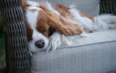 53% Say Pets Belong on the Furniture, CivicScience Finds
