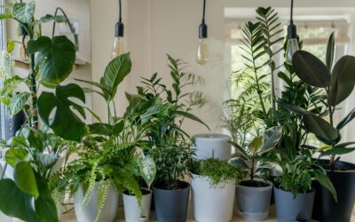 What Having Lots of Houseplants Says About You, According to Consumer Data